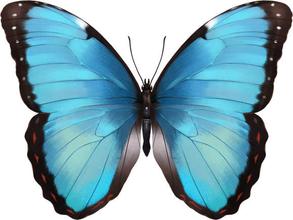 Morpho Peleides