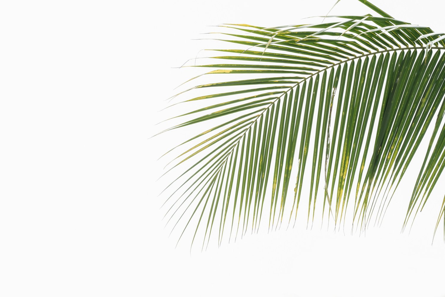 Wavy green palm leaf on white background